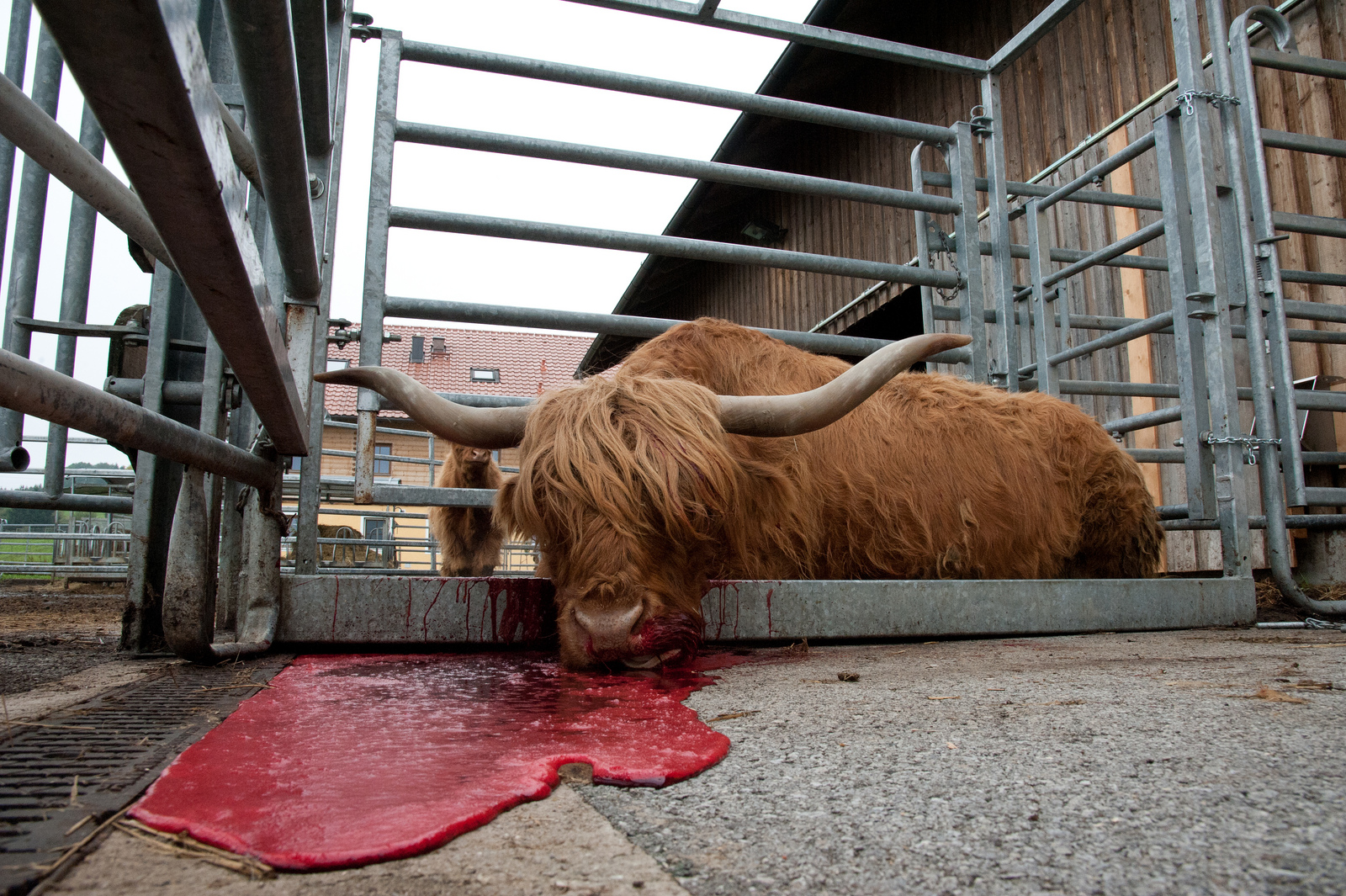 Rind Harley kurz nach der Schlachtung; Bild: Jürgen Schmücking