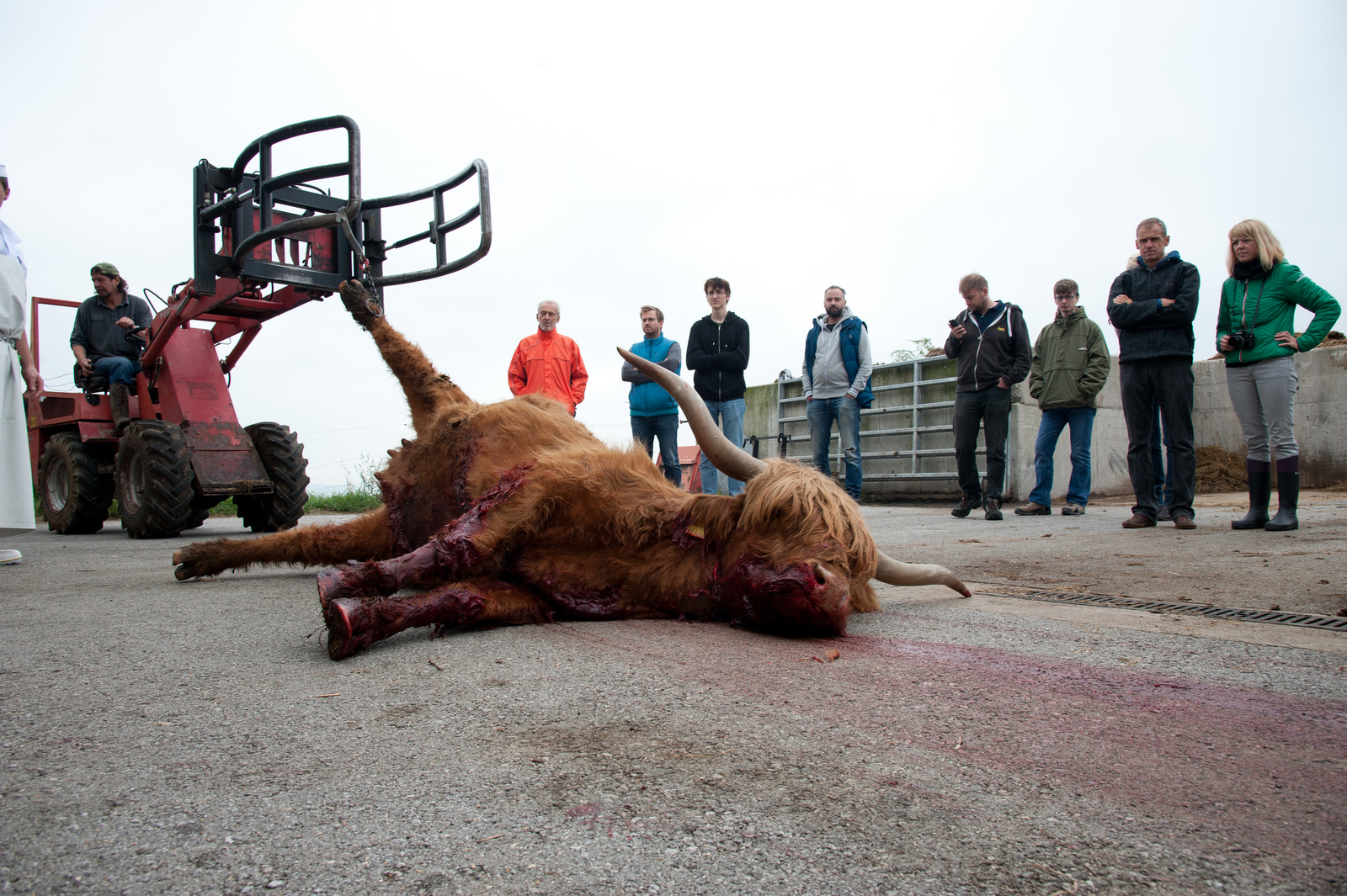 Transport ins Schlachthaus; Bild: Jürgen Schmücking