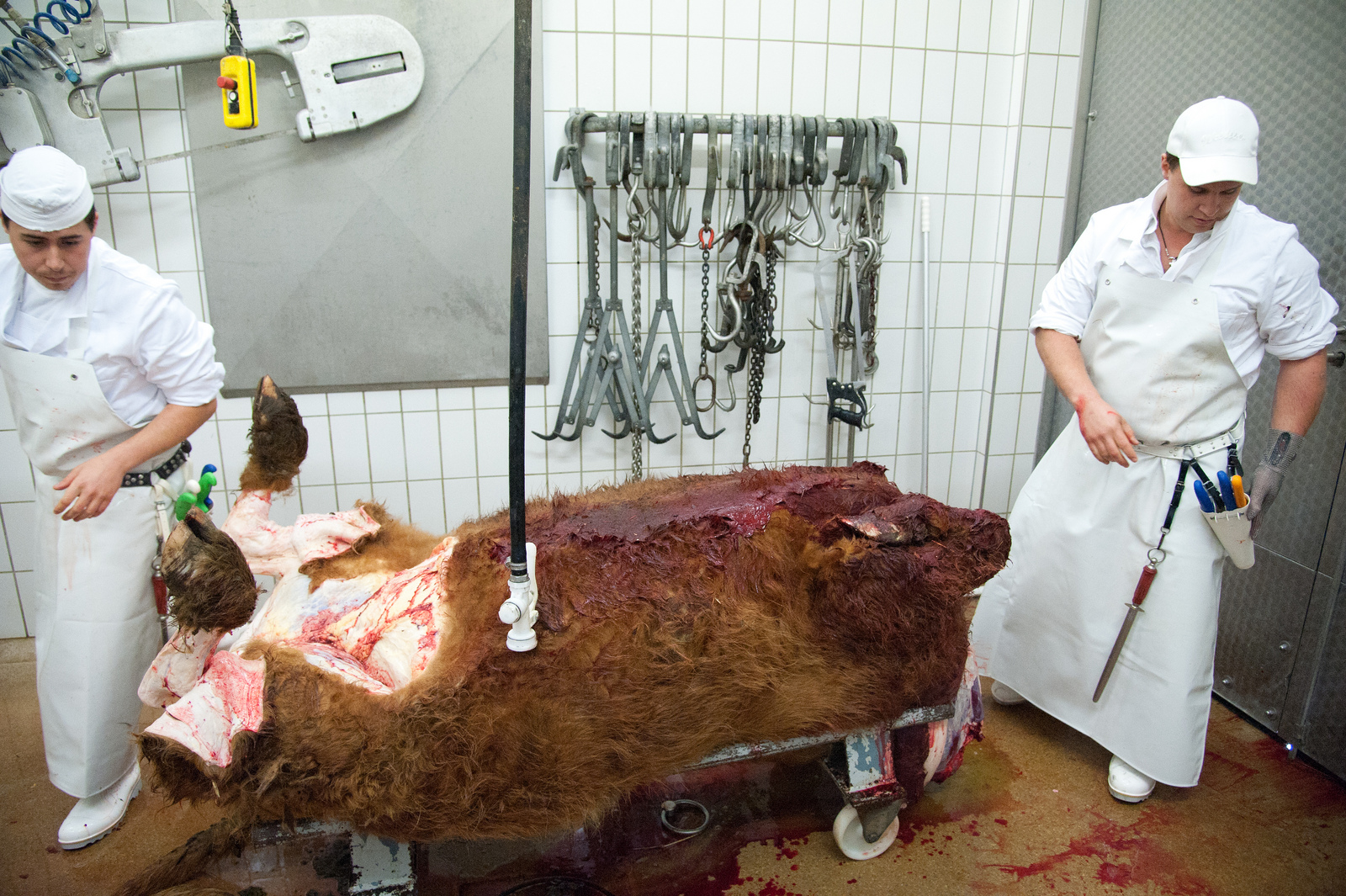 Torso der Kuh, Bild: Jürgen Schmücking