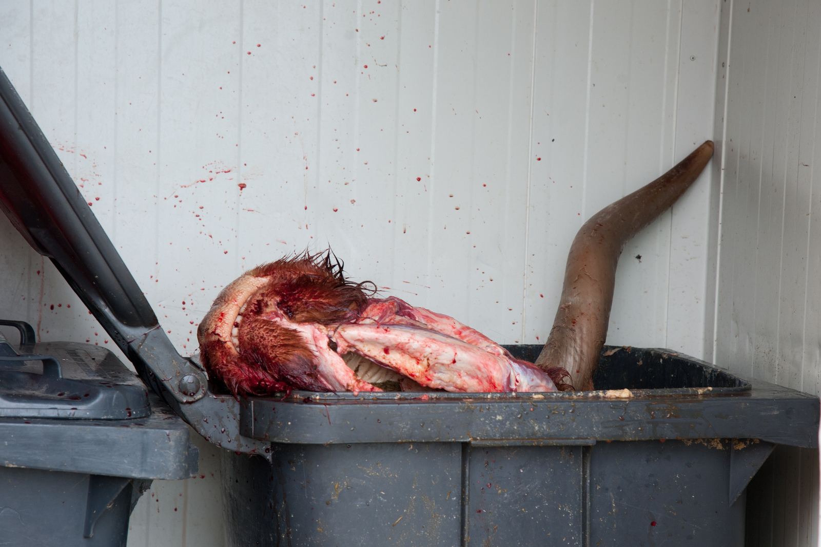 Schlachtabfall; Bild: Jürgen Schmücking