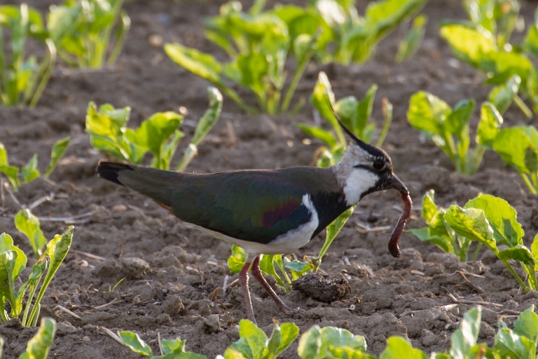 Kiebitz frisst Wurm, Foto: Alfred Grand