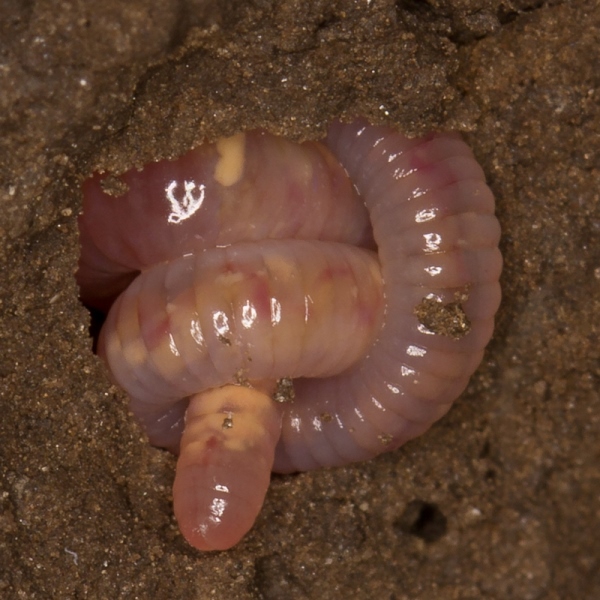 Babywurm, Foto: Alfred Grand