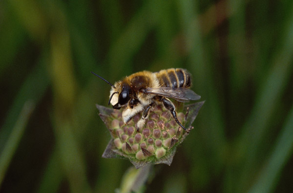 Die Wildbiene. Bild: Natur im Garten/Brocks