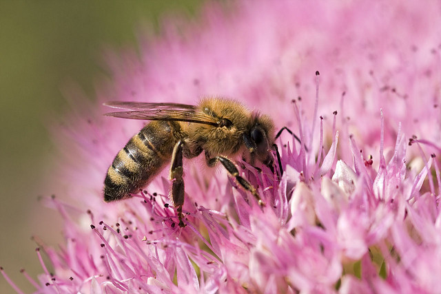 Bild: flickr.com/harry_palmer - CC BY-NC-SA 2.0