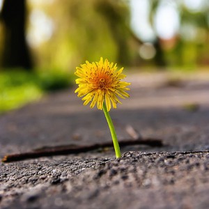 martijndevalk.nl_Dandelion_CC BY-NC 2.0