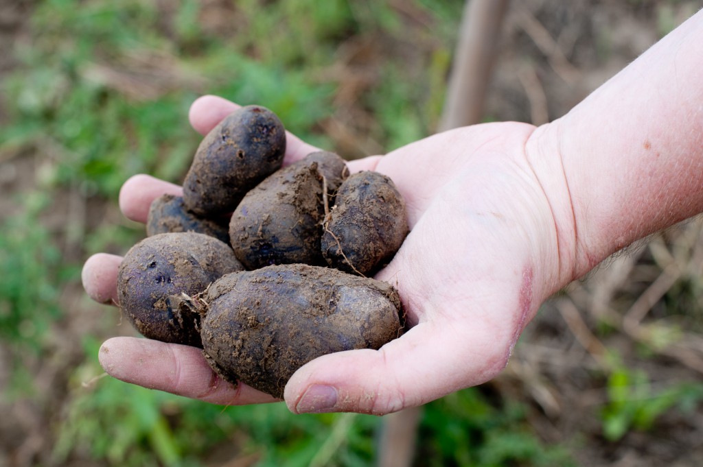 erdäpfel auf hand