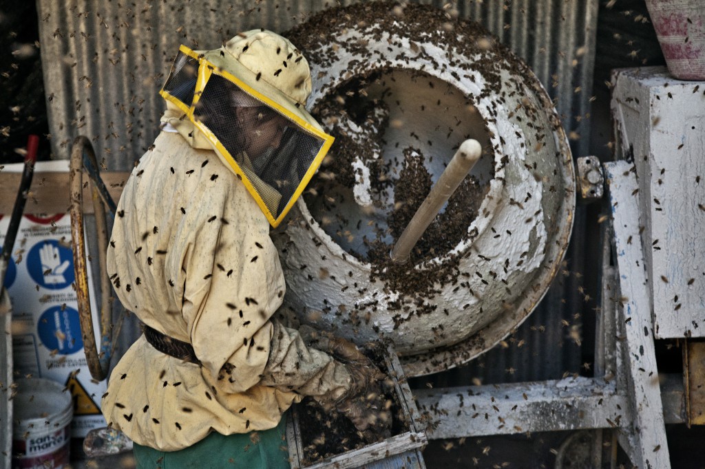 bienen mit gelsomina