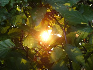 Bild: flickr.com / Hair-Flick / CC BY-ND 2.0