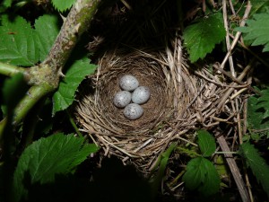 Bild: flickr.com / Nottsexminer / CC BY-SA 2.0