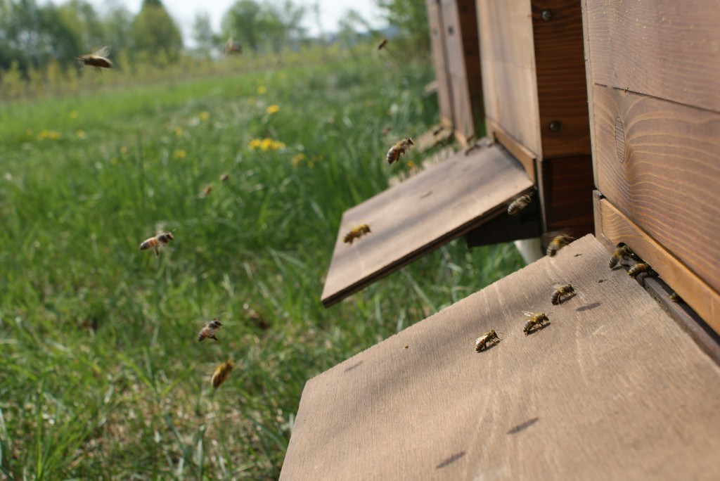 Bienen im Anflug (Bild: Wir retten Bienen)