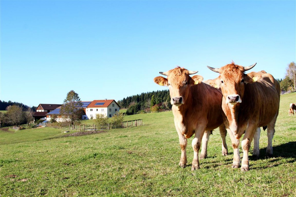Bild: Biohof Thauerböck