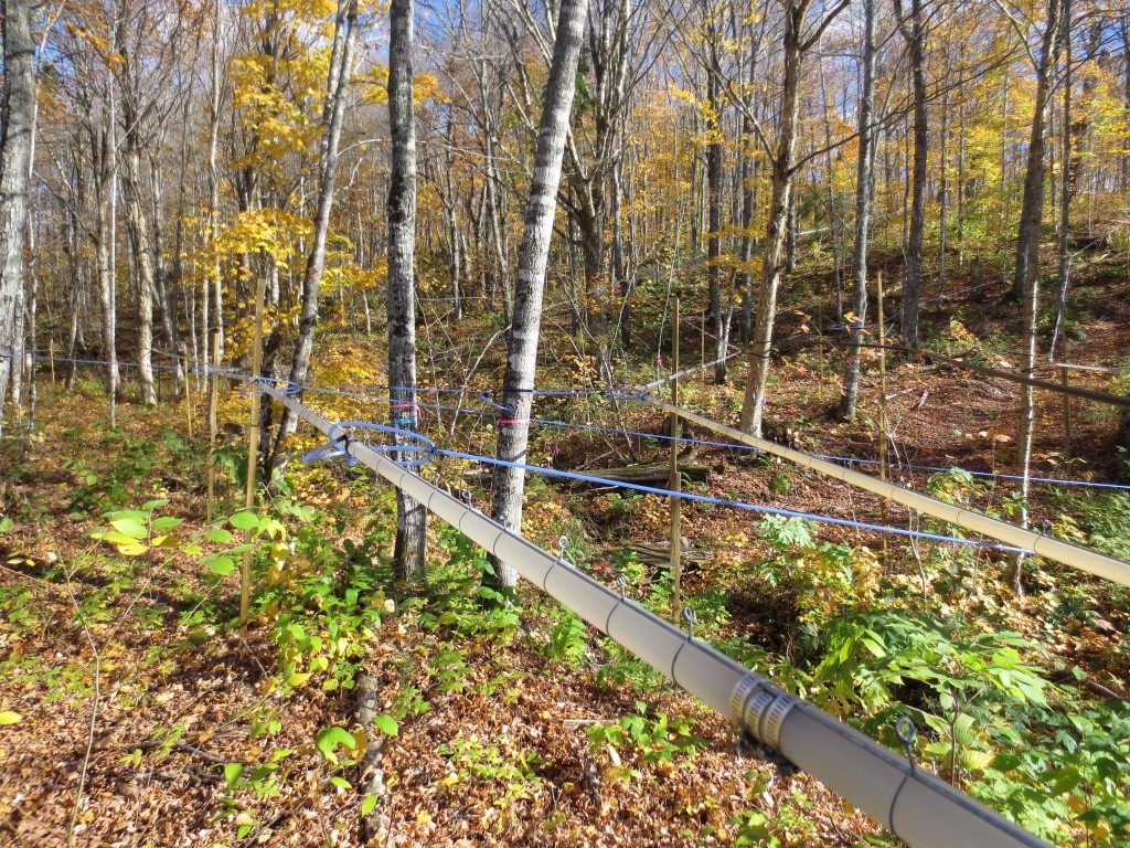 Schlauchsystem zur Gewinnung des Baumsaftes (Bild: Naturland)