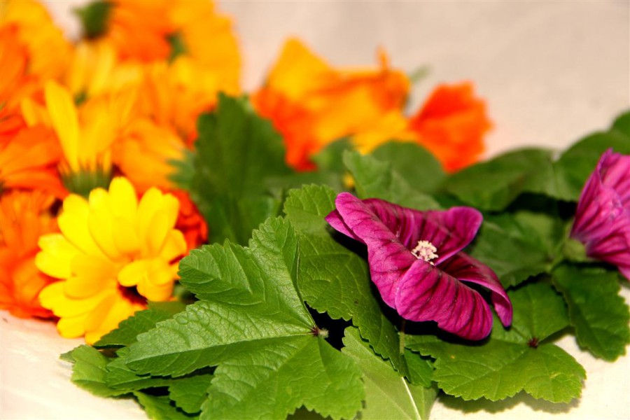 Teeblüten. Bild: Biohof Thauerböck