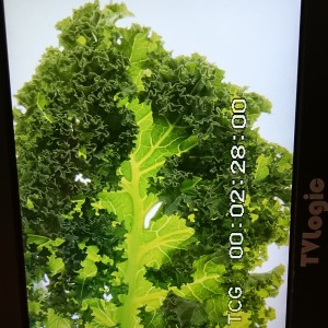 © Parvin Razavi für thx4cooking