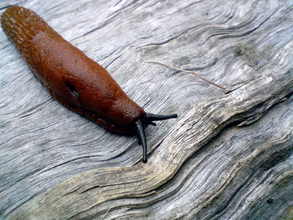 photo credit: Slug via photopin (license)