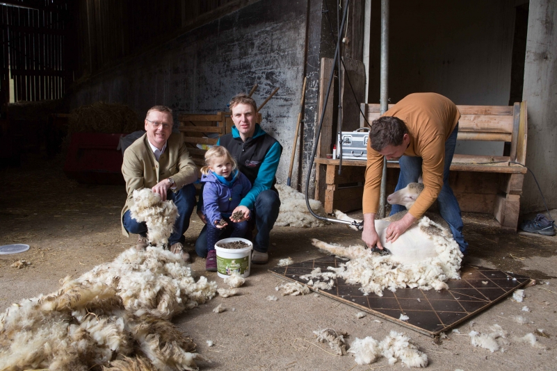 Otto Bauer und Günter Kaiser bei der Schafschur