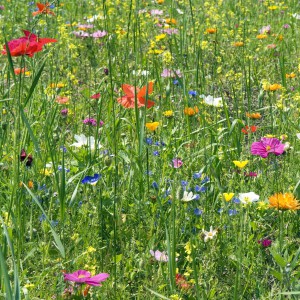 Blumenwiese, Wiesenblumen