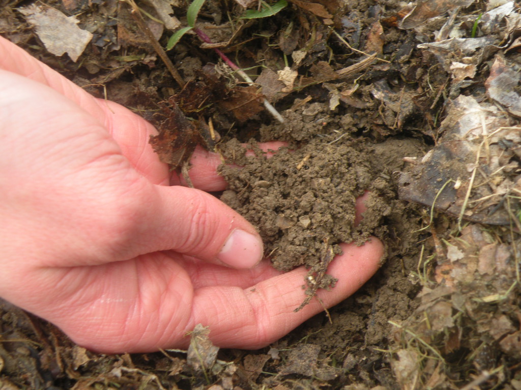 Boden_28c29_Barbara_Schrattenholzer___Natur_im_Garten_28229