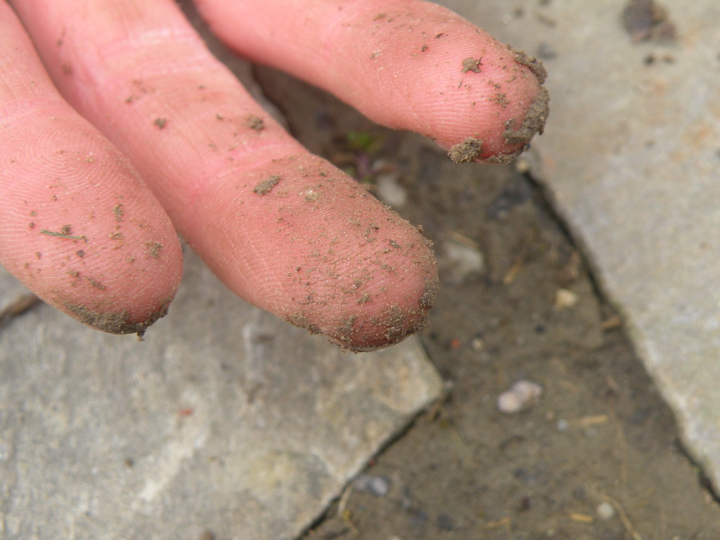 Boden_28c29_Barbara_Schrattenholzer___Natur_im_Garten_28329