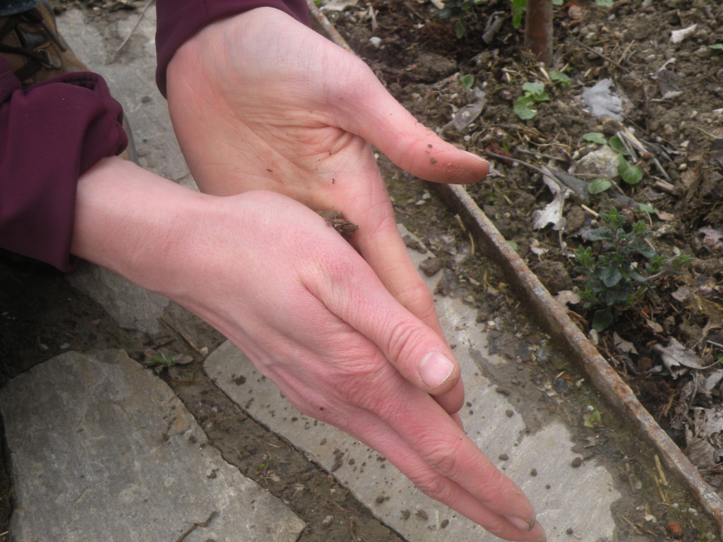 Boden_28c29_Barbara_Schrattenholzer___Natur_im_Garten_28629