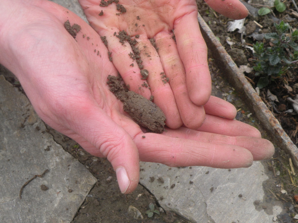 Boden_28c29_Barbara_Schrattenholzer___Natur_im_Garten_28729