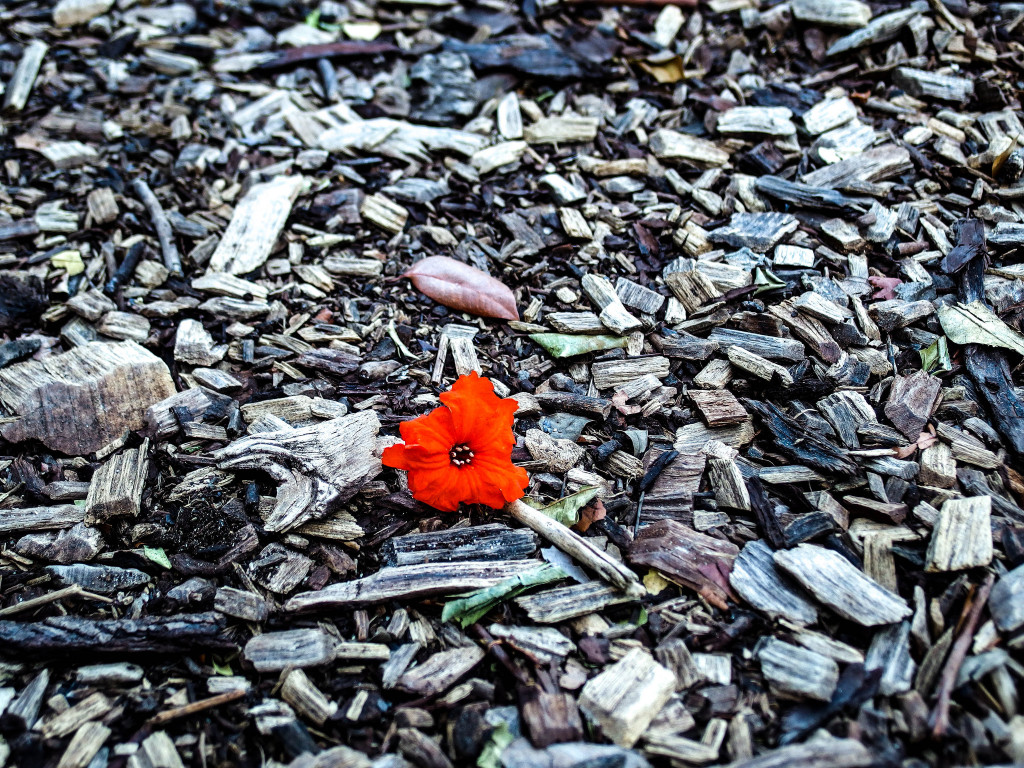 14289774266_8c58a34fbc_k