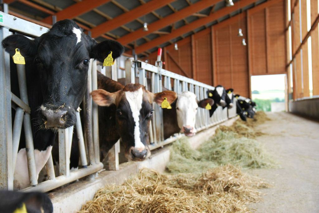 Bild: Flickr, Kuhstall_Biogas Tour, CC BY 2.0