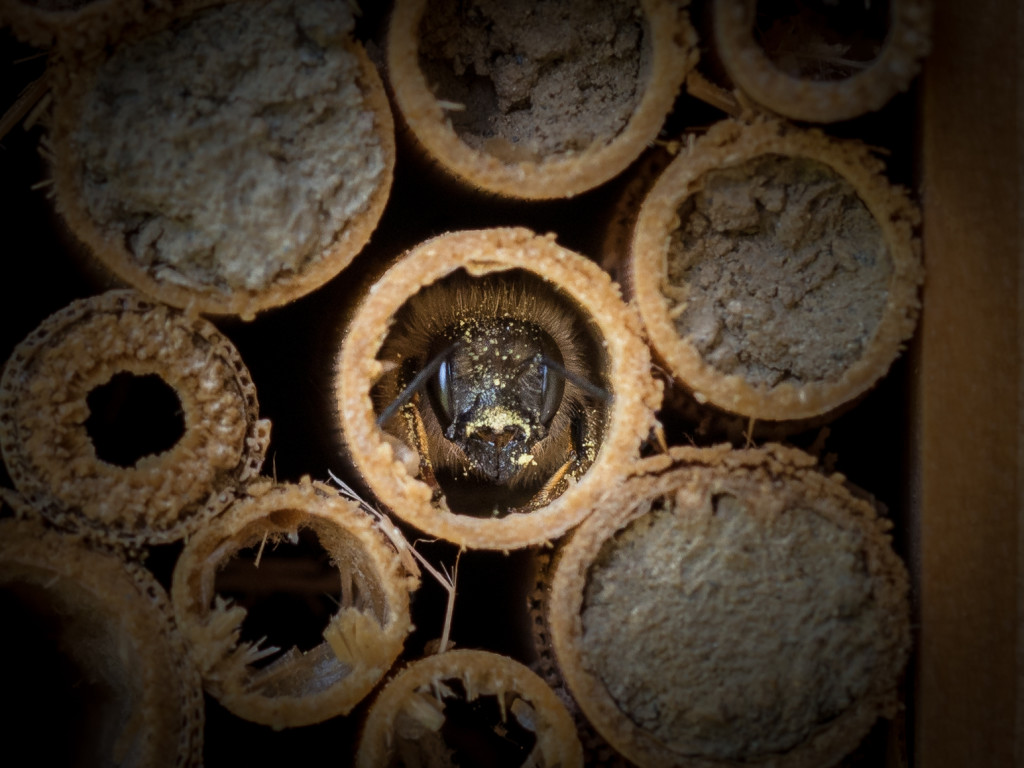 Bellaflora_Düngemittelbeprobung_Mai2014