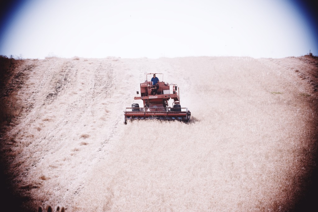 Stefano Palmieri, Libera Terra