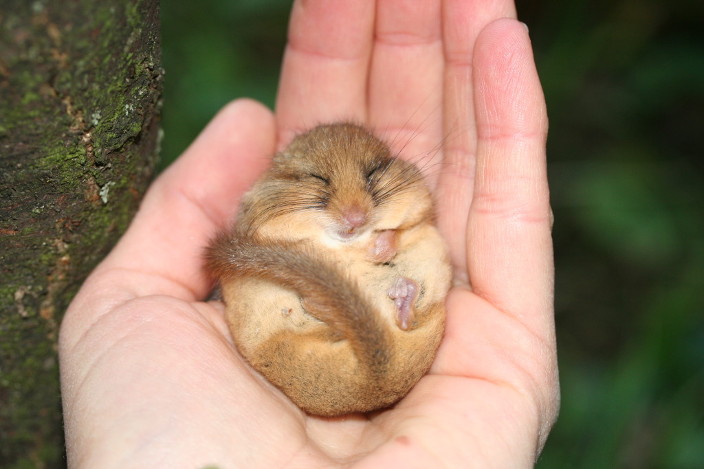 Eine Hand voll Haselmaus, fotografiert von Birgit Rotter