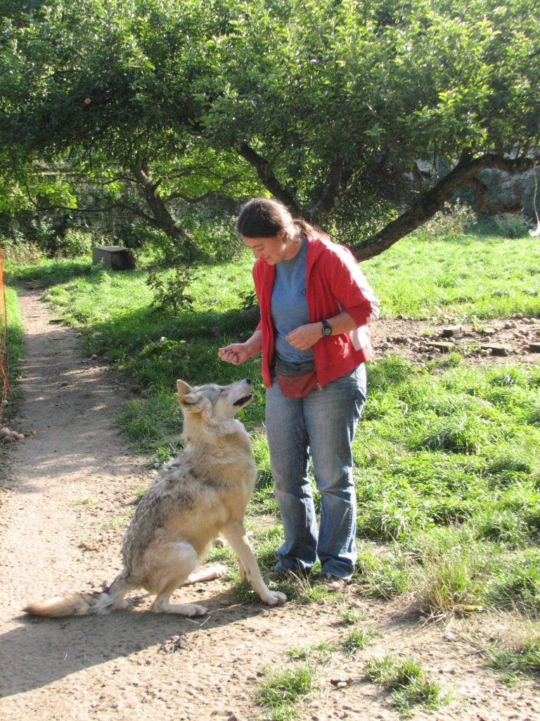 © H. Möslinger, Wolfforscherin