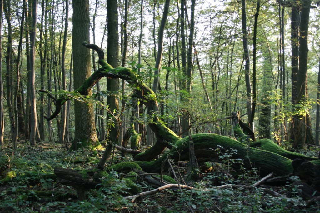 Rund um den Johannser Kogel: eine der 37 "Kernzonen" des Biosphärenpark