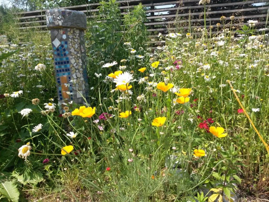 Blühfleck (c) Barbara Schrattenholzer