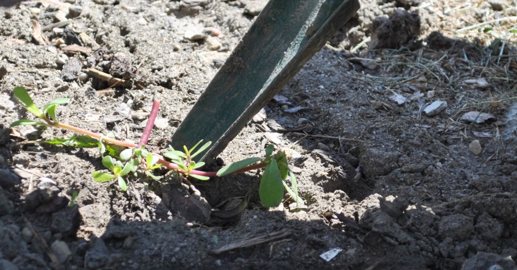 Bild: City Farm Schönbrunn