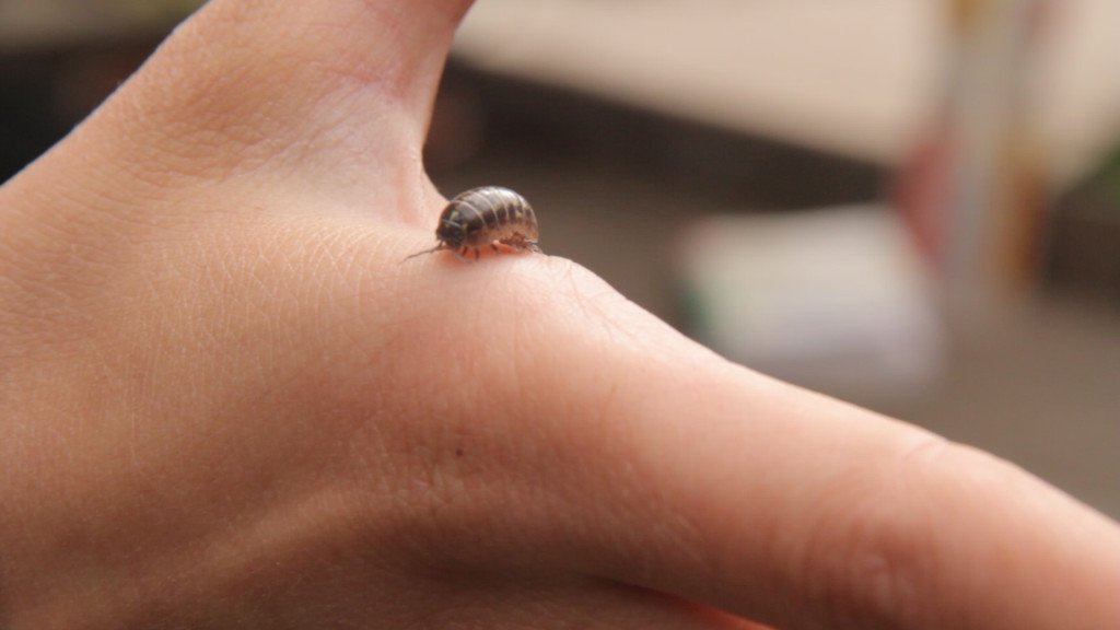 Assel (c) Nikolaus Granser