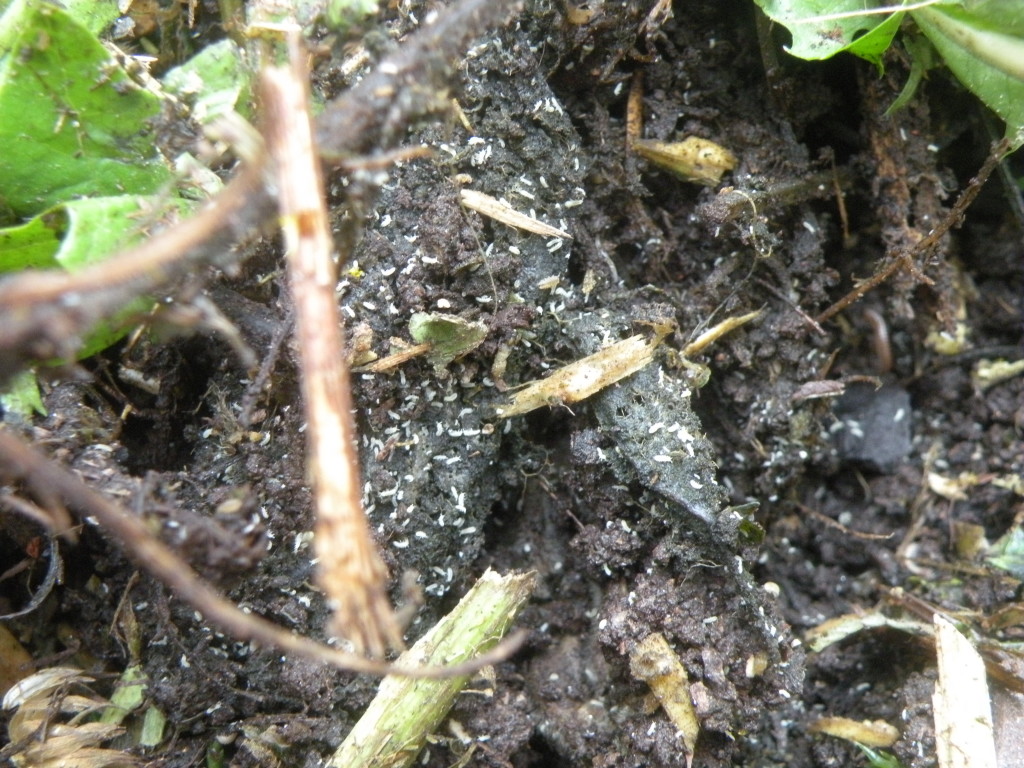 Springschwänze (c) Barbara Schrattenholzer Natur im Garten