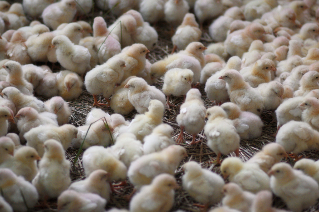 Bild: Dirk Heine, Flirck, BY CC 2.0