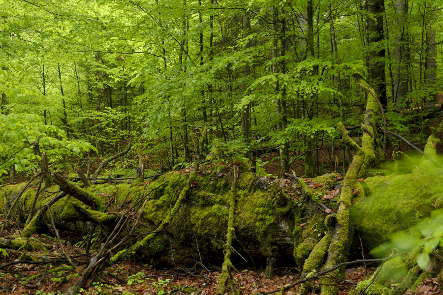 Größter Wald Europas