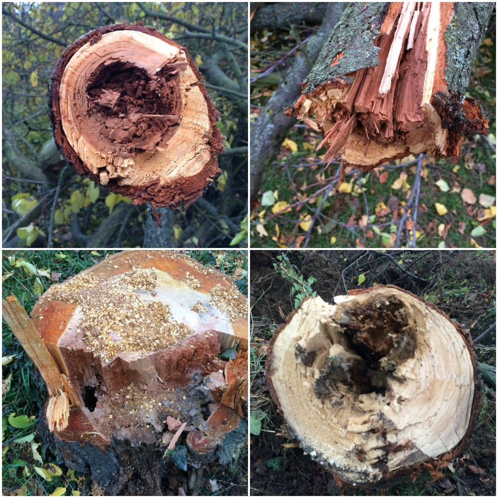 Fotos nach der Rodung der morschen Obstbäume von DI Gottfried Kellner