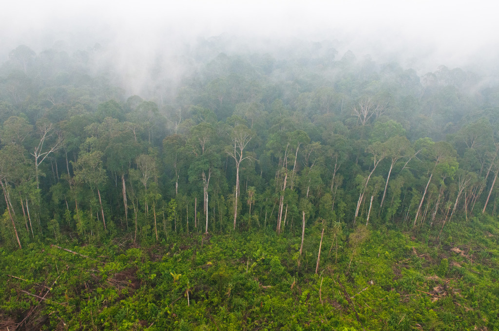 FLickr, CIFOR, CC BY-NC 2.0