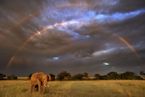 African elephant with double rainbow in background, Masai Mara GR, Kenya