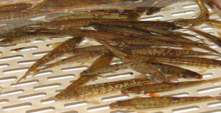 Forschungsobjekt: die Elritze. Der fingerlange Fisch reagiert empfindlich – auch wenn im Uferbereich viel gebadet wird.