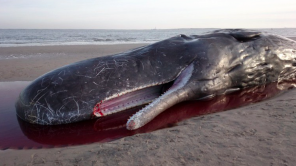 Bildschirmfoto 2016-03-03 um 15.30.47