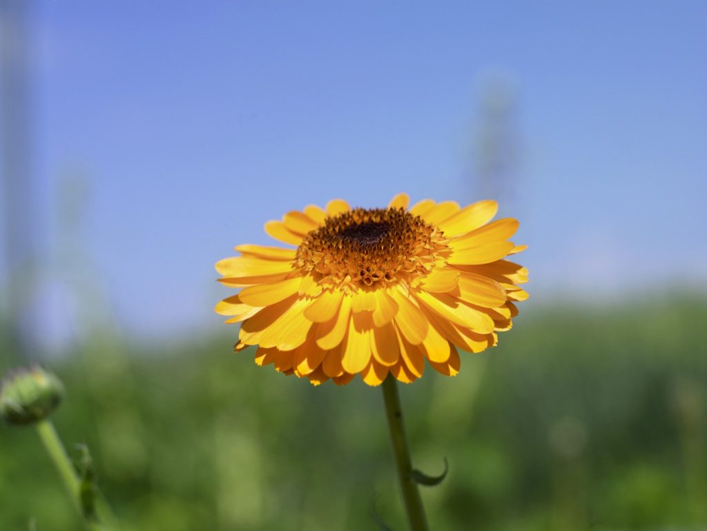 moos im rasen welcher dünger Moos Stop Mineraldünger für Rasenflächen main image 1