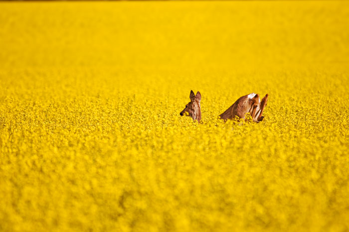 iStock_000006041171XLarge-3