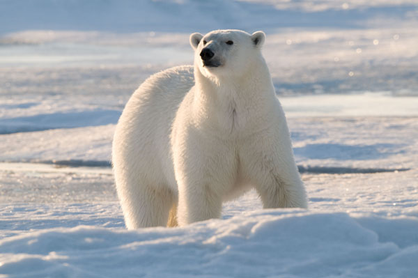 der eisbГ¤r der eisbГ¤r