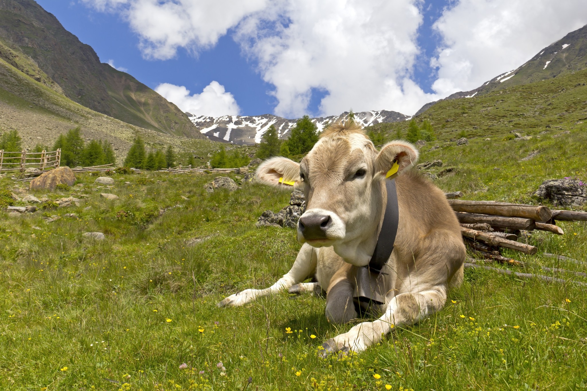 Tipps zum Umgang mit Kuehen beim Wandern auf der Alm