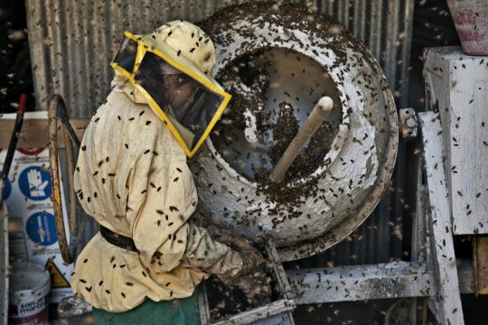 bienen mit gelsomina