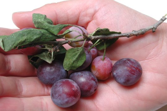 Kriecherl Frucht