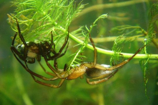 Wasserspinnen
